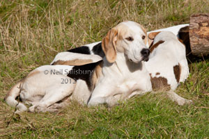 Hound Photography by Betty Fold Gallery